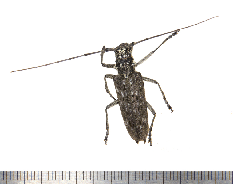 Monochamus0117