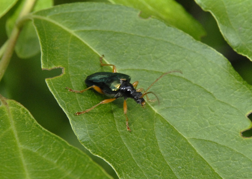 beetle3306