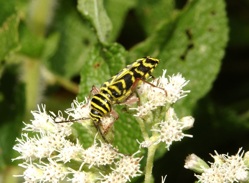 Megacyllene robiniae