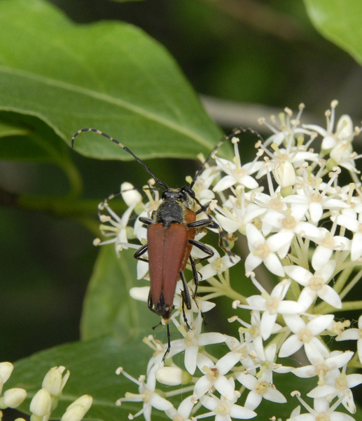 Cerambycidae