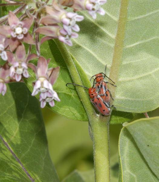 Tetraopes tetrophthalmus