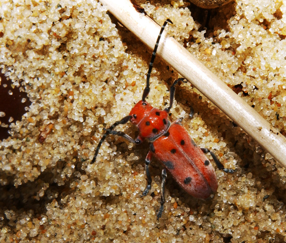 Photo of Tetraopes tetrophthalmus