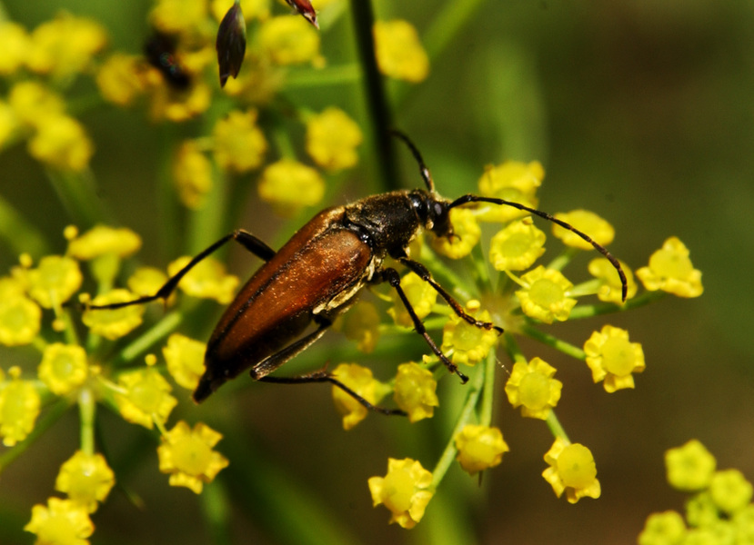 Trigonarthris