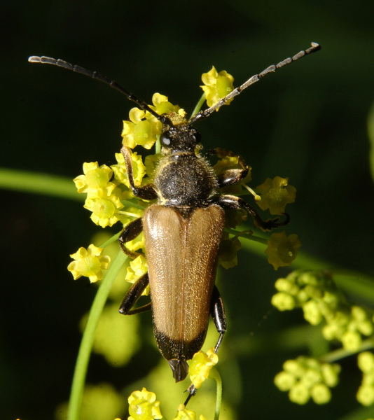 Insecta