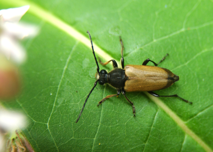 Coleoptera