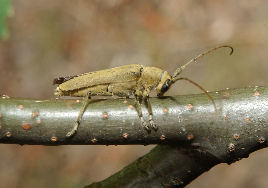 Coleoptera