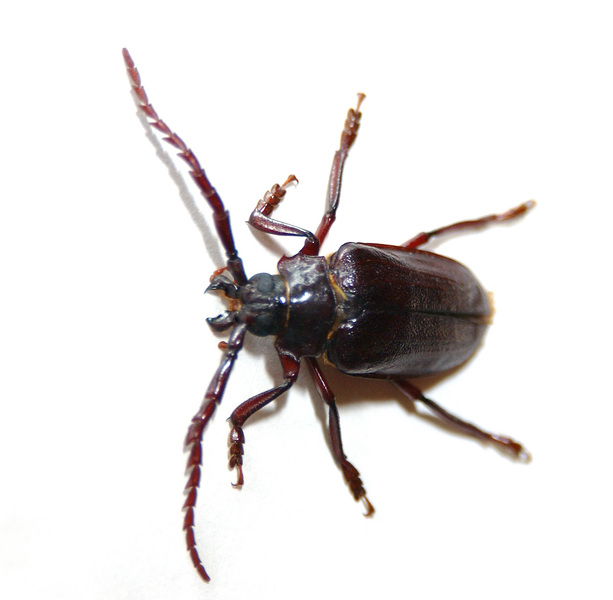 cerambycid8846