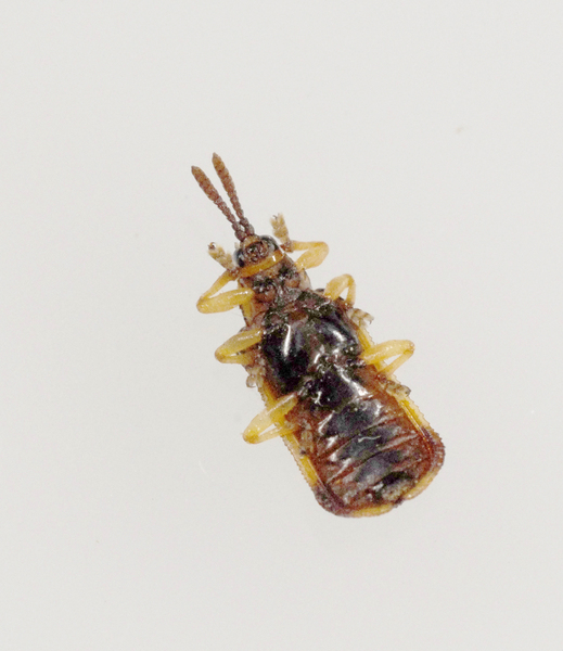 Chrysomeloidea