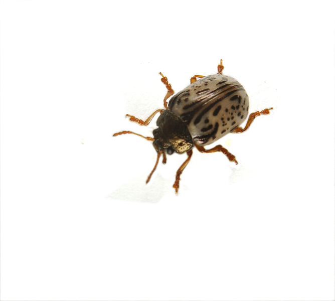 Coleoptera