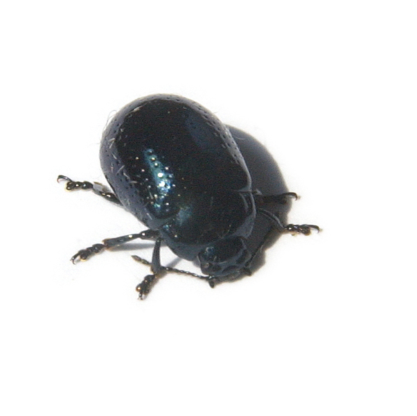 Coleoptera