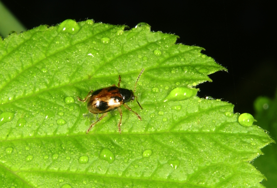 Chrysomelidae9875