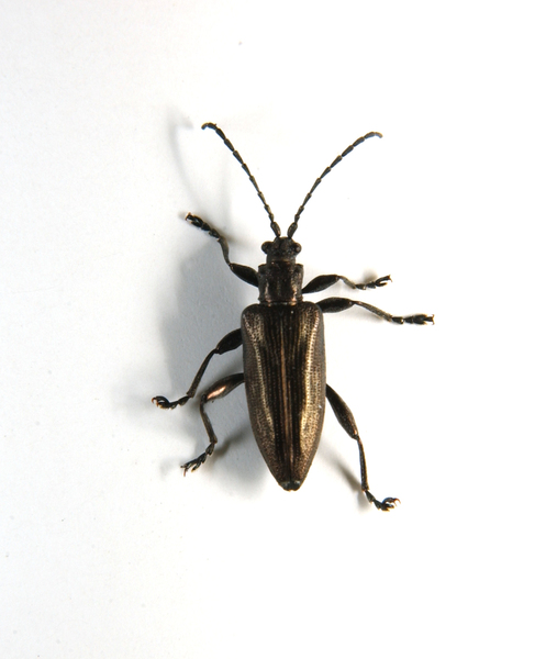 Chrysomeloidea