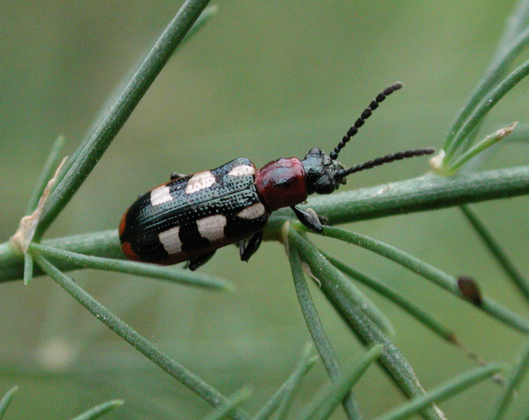 Crioceris asparagi