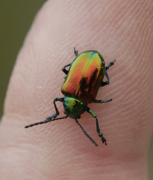 beetle4543