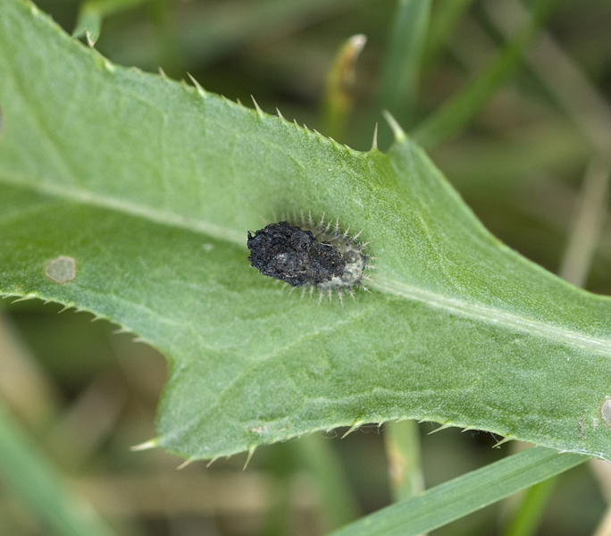 Ecdysozoa