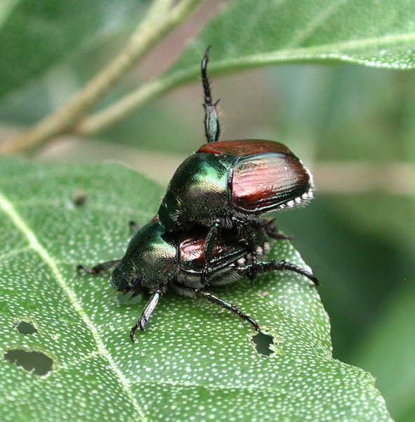 Coleoptera