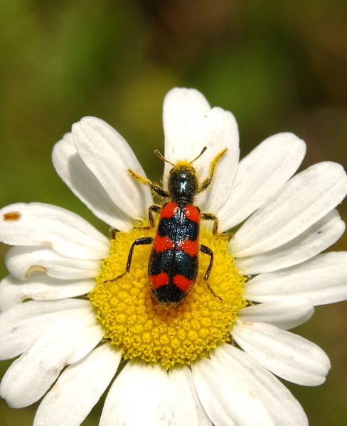 Trichodes_nuttalli1039