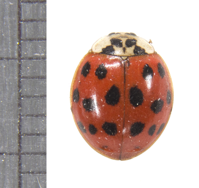 Harmonia axyridis