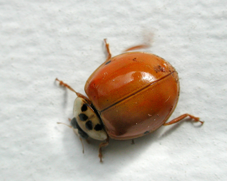 Insecta