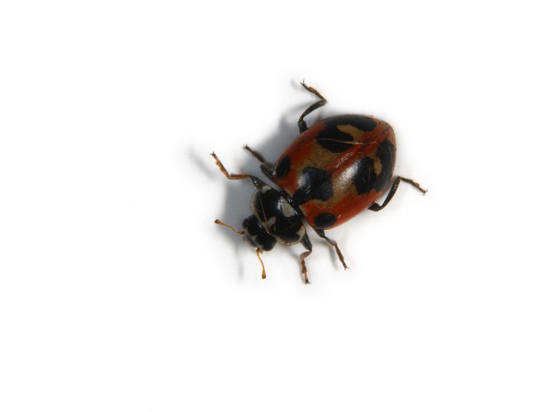 ladybeetle1386