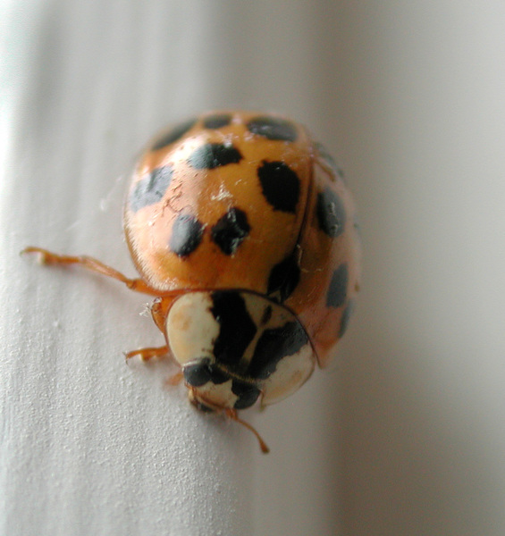 ladybeetle2