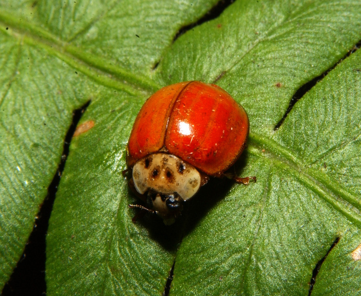 Coccinellidae