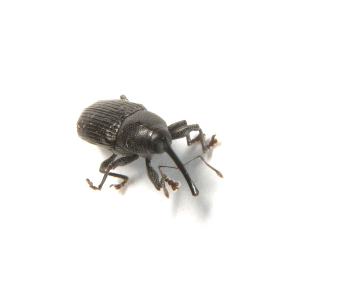 Coleoptera