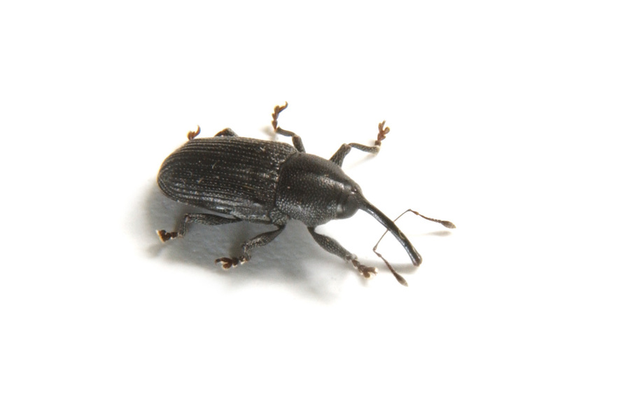 Curculionoidea