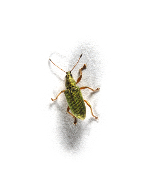 curculionidae0050