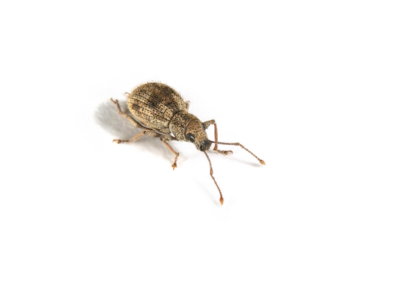 Coleoptera