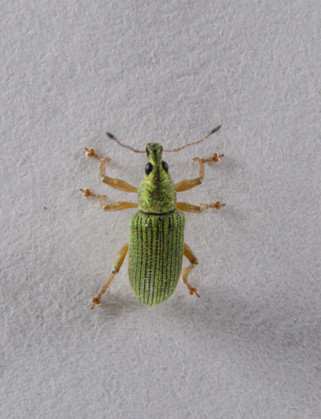 Coleoptera