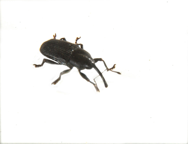 Curculionoidea