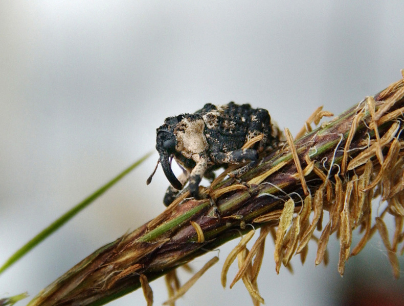 weevil2