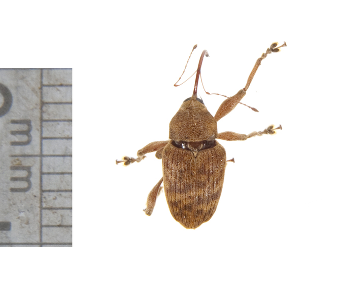 Curculionoidea