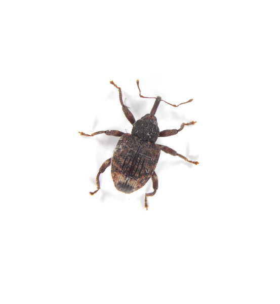 Curculionidae