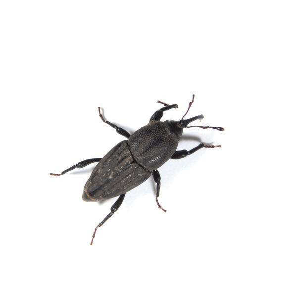 Curculionidae