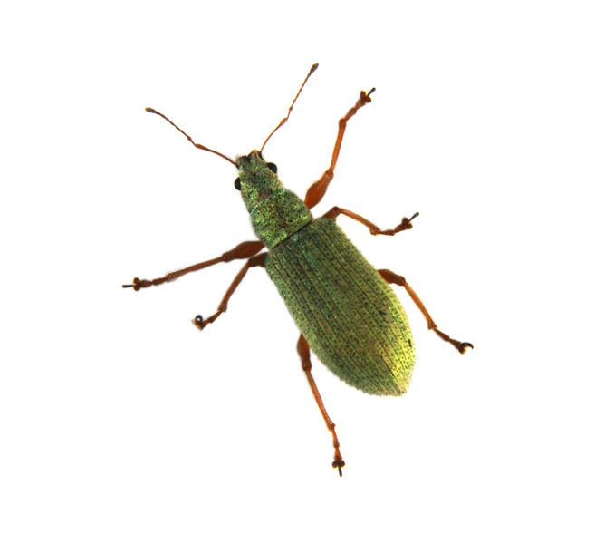 weevil4644