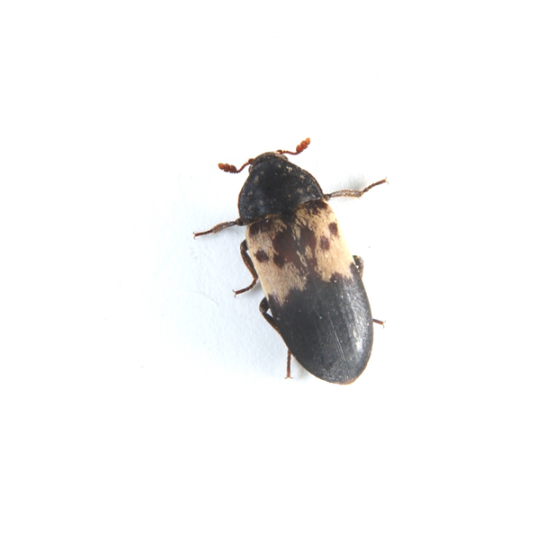 Coleoptera