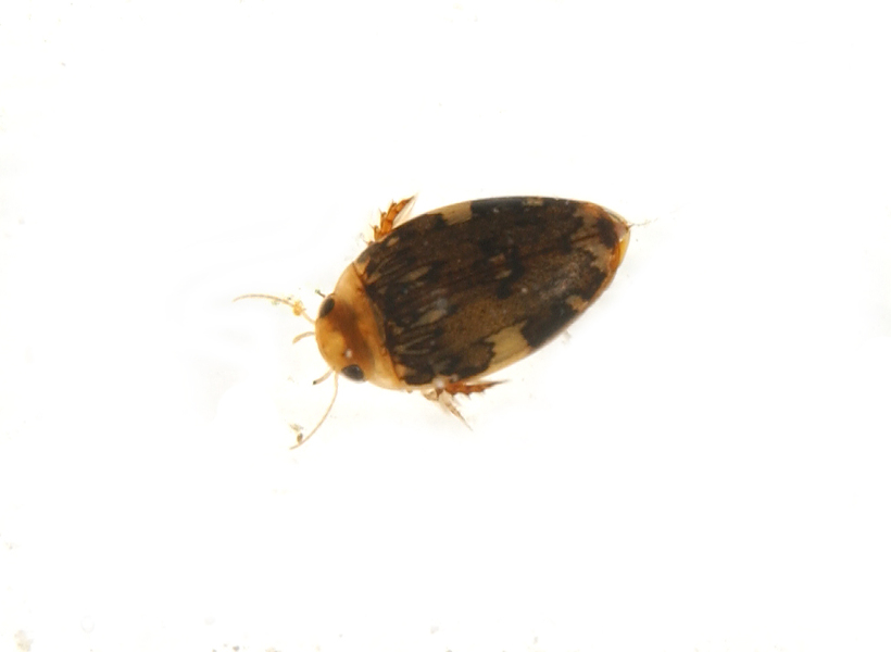 Dytiscidae0116