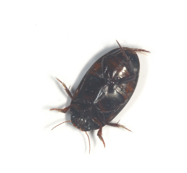 Dytiscidae1168