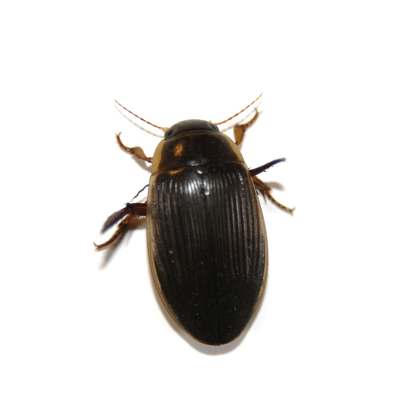 Coleoptera