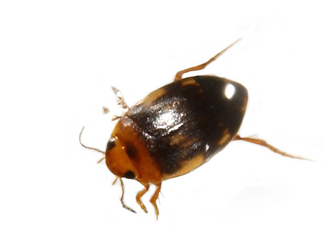 beetle1b