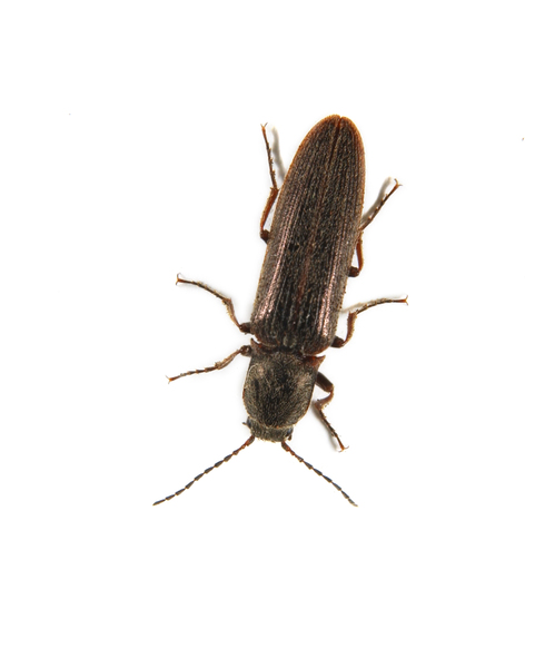 Elateroidea