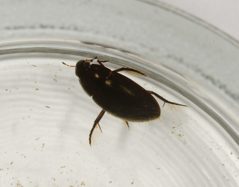 waterbeetle0156