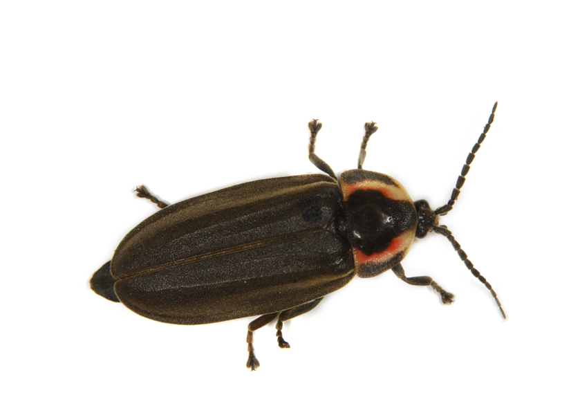 Coleoptera