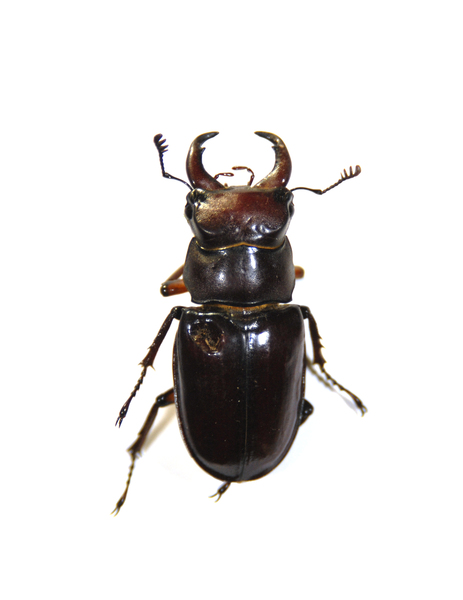 Coleoptera