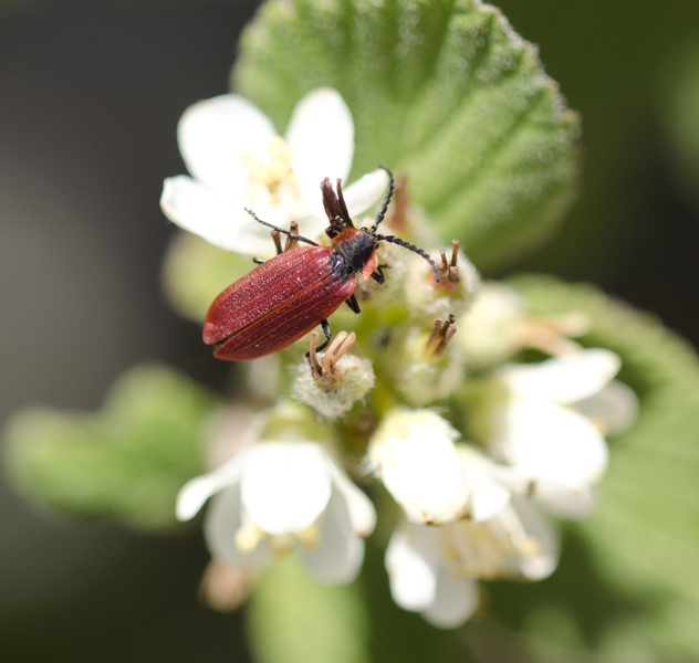 Dictyoptera2664