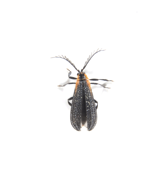 Elateroidea