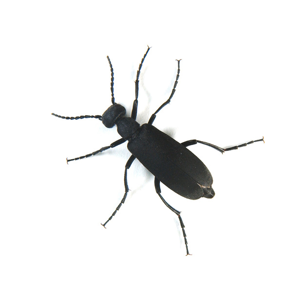 Tenebrionoidea