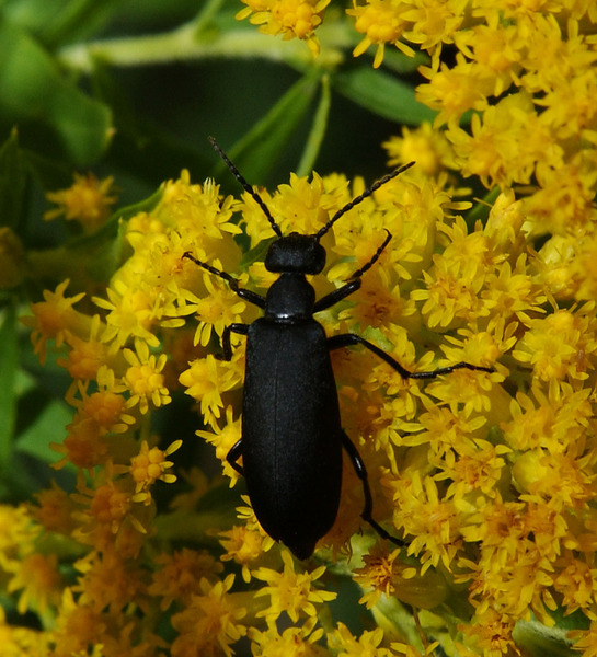 Tenebrionoidea